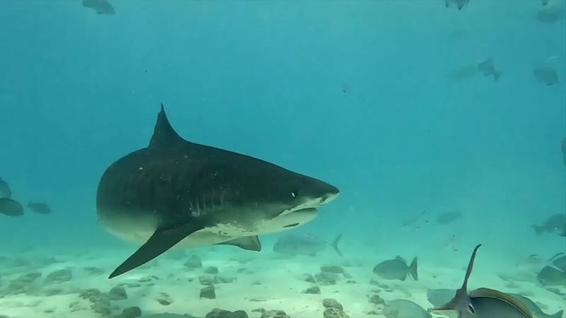 Популяцию тигровых акул возле Мальдив изучат исследователи