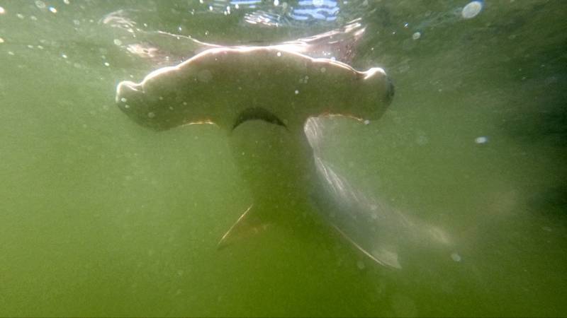 Учёные нашли «emstrongпитомник»/em/strong акул-молотов среди Галапагосских островов