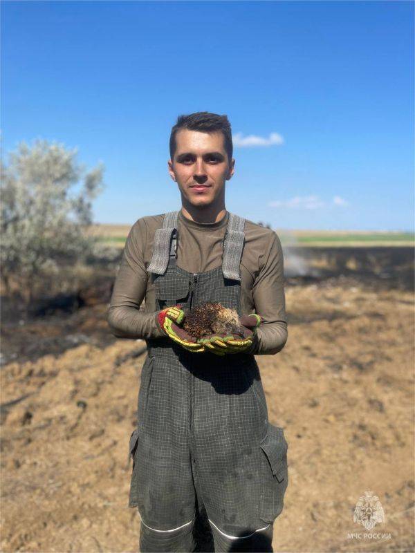 Опаленного огнем ежа спасли огнеборцы МЧС России 