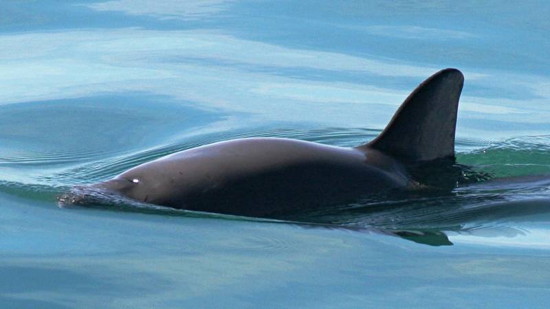 Учёные: численность редких вакит остаётся стабильной