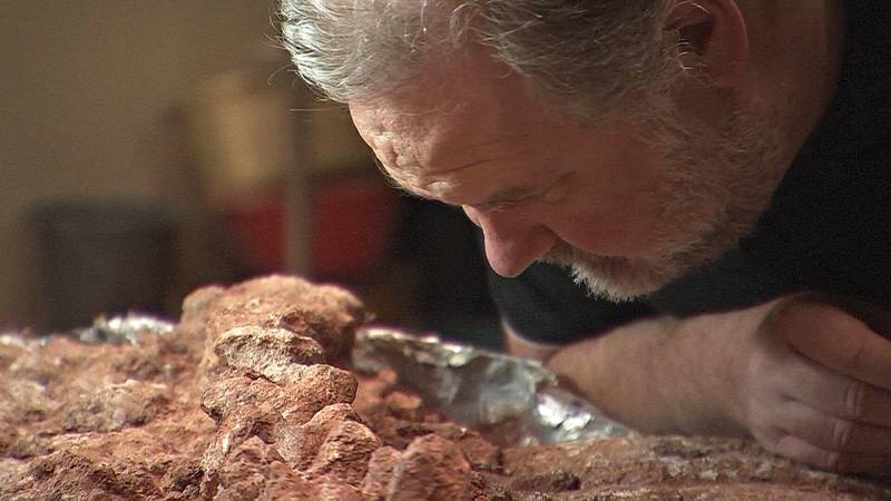 Знакомьтесь с дипротодоном – гигантским доисторическим сумчатым возрастом 123 тыс. лет