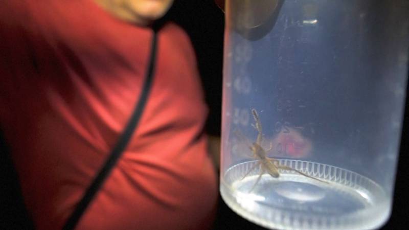 Новый вид паукообразных впервые сняли на камеру