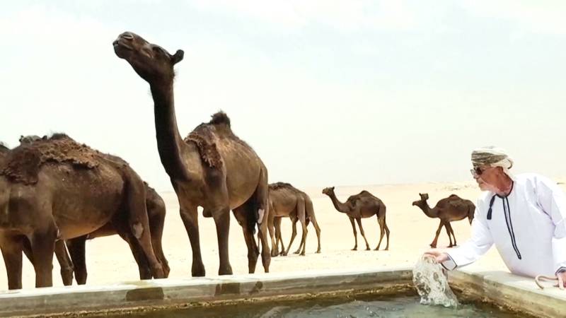 Оманский археолог призывает раскрыть древние тайны в оазисе Шиср