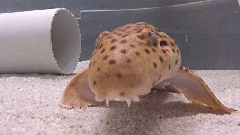 Секреты «emstrongходячих»/em/strong акул раскрывают австралийские исследователи