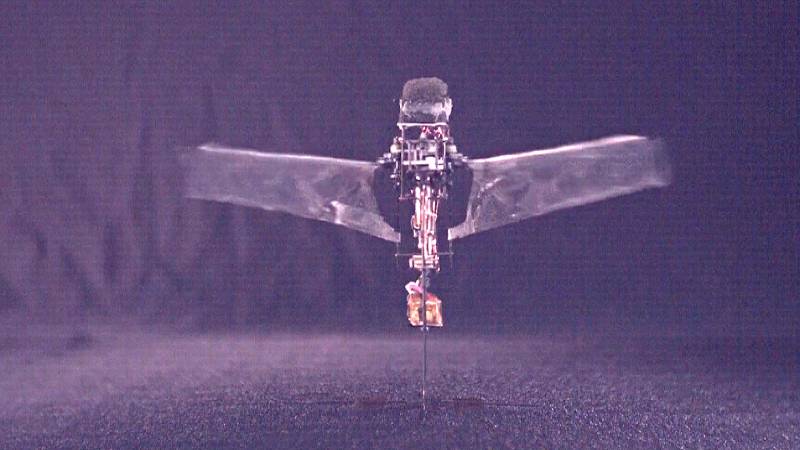 В Швейцарии изучили полёт жука и воссоздали его с помощью робота