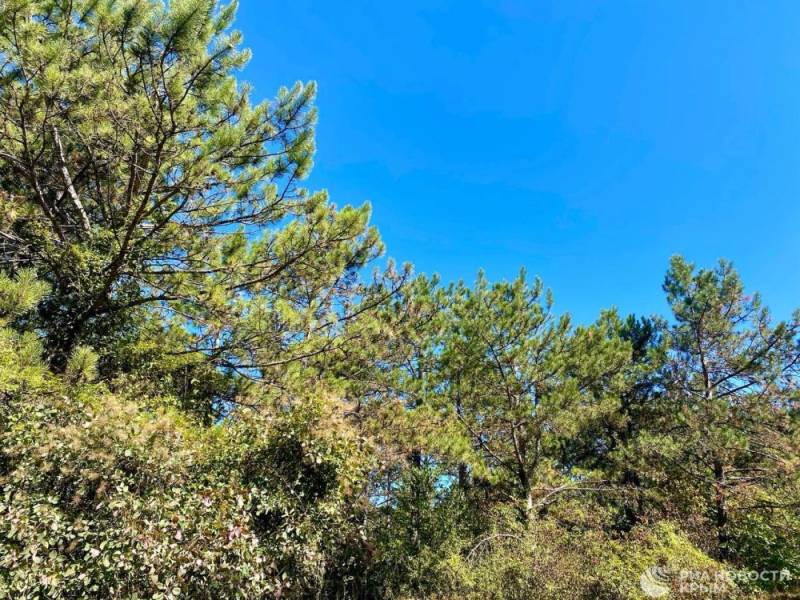 В севастопольских лесах снова можно гулять