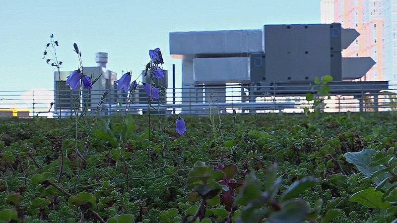 В Нью-Йорке открыла двери «emstrongзелёная»/em/strong школа, которая экономит энергию