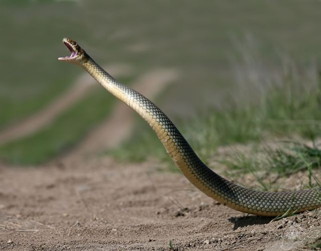 Укус змеи – первая помощь: советы специалиста Росгвардии