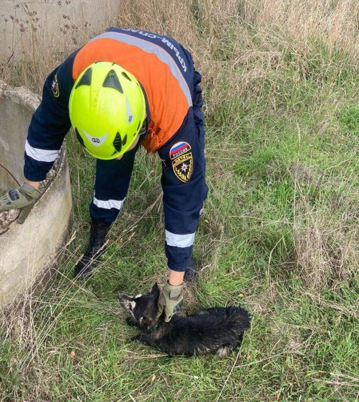 В Крыму собака провалилась в двухметровый колодец с водой В Крыму собака провалилась в двухметровый колодец с водой