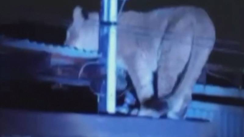 На улицах города в Мексике поймали африканскую львицу