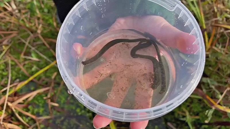 Пиявки впервые стали размножаться в Лондонском зоопарке