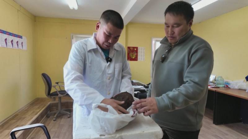 Уникальное открытие: в Якутии нашли мумию саблезубого котёнка возрастом 32 000 лет