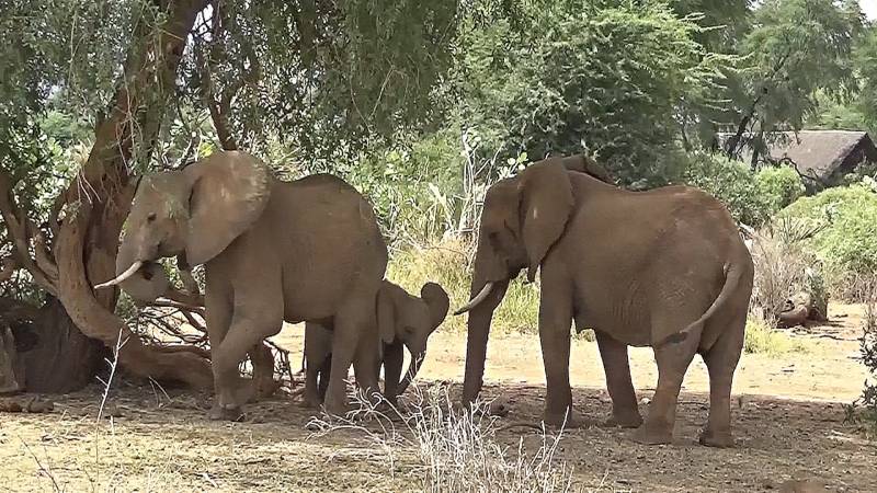 Имена слонов и лечащие себя обезьяны: открытия 2024 года в мире животных