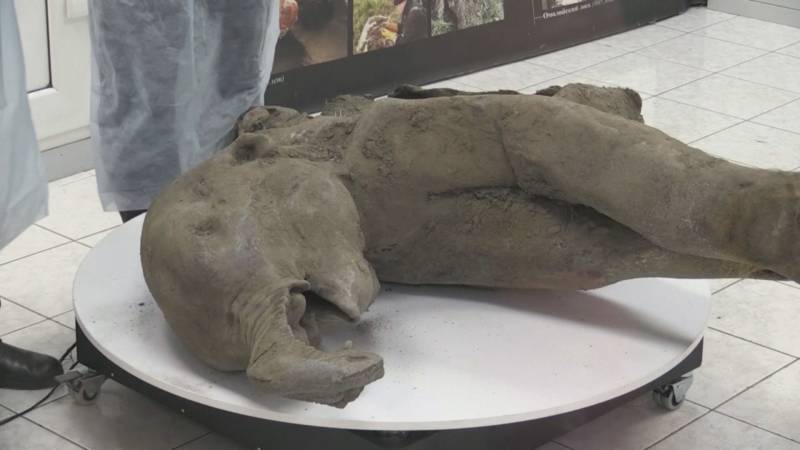 Останки мамонтёнка нашли на дне кратера Батагайка в Якутии