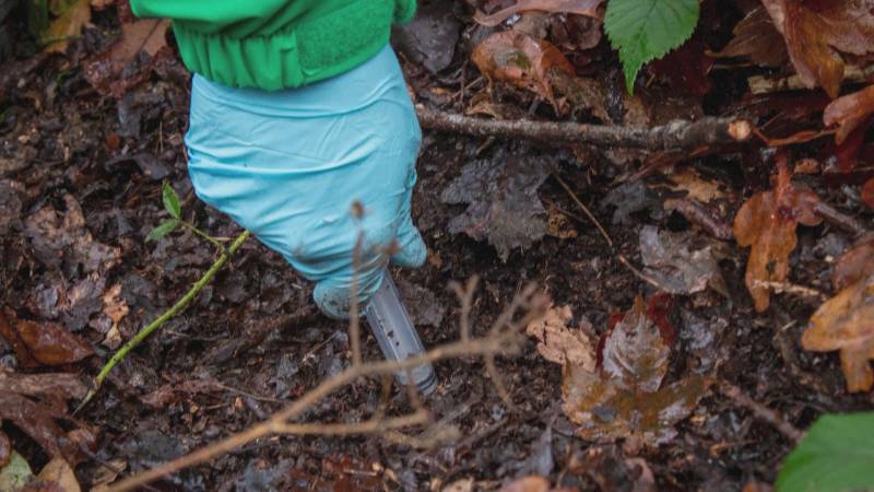 Учёные в Англии переносят почву с грибами из древнего леса в новый