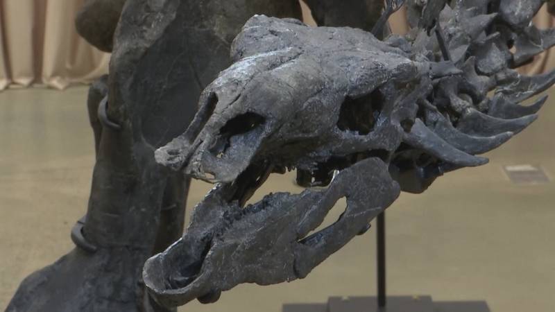 В музее Нью-Йорка представили самый полный скелет стегозавра