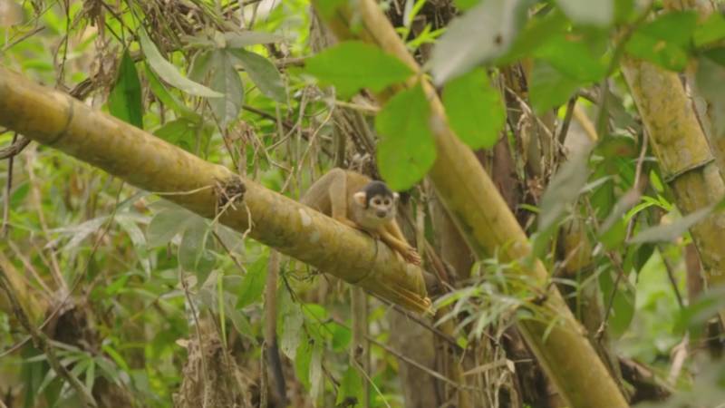В перуанской Амазонии обнаружили 27 новых видов животных