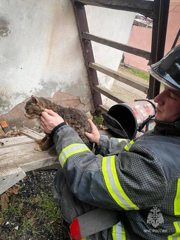 Сотрудники МЧС Севастополя извлекли из-под завала человека и кошку