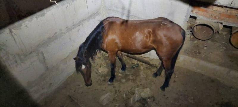 В Крыму спасатели вытащили упавшую в глубокую яму лошадь