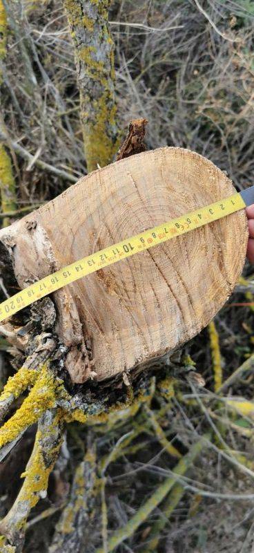 В Советском районе по требованию прокуратуры возбуждено уголовное дело о незаконной рубке деревьев