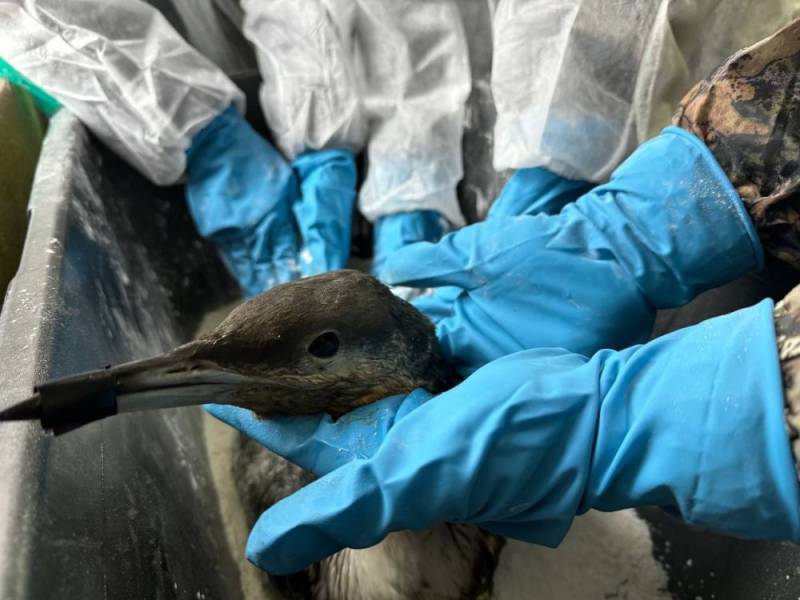 В Керченском проливе обработали сорбентом 50 000 квадратных метров