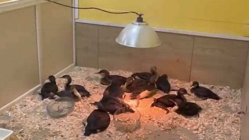 В "Тайгане" приняли первых пострадавших птиц из Евпатории