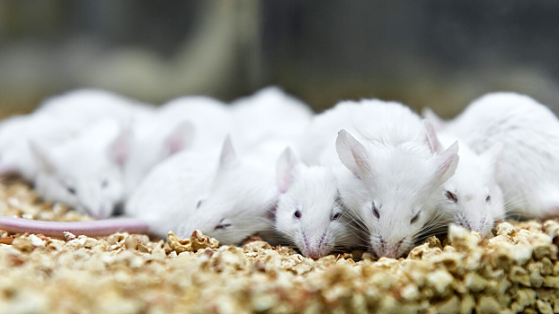 Обнаружены нейроны головного мозга, отвечающие за общение