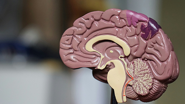 Ученые выяснили, как микропластик в крови влияет на работу мозга