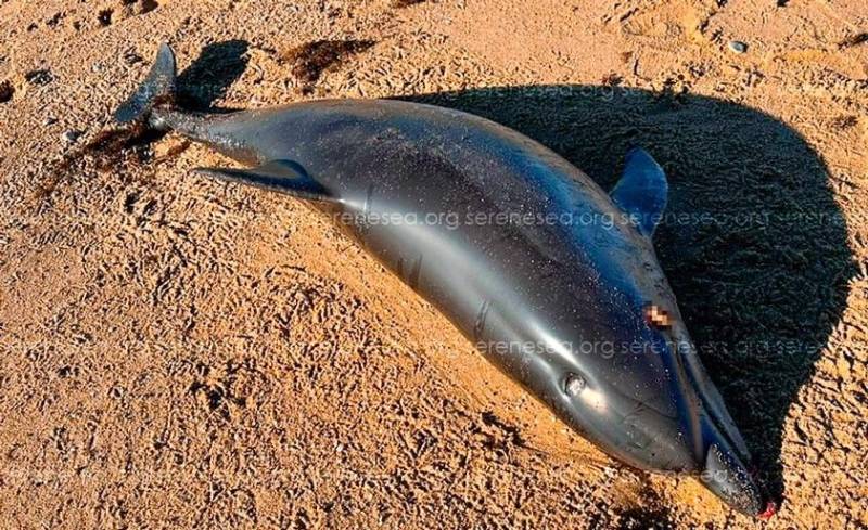 В Крыму увеличилось количество выбросов дельфинов на берег