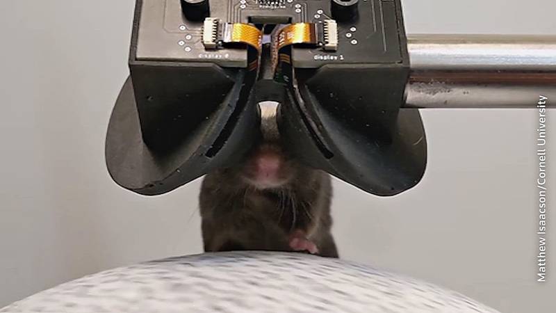 Учёные изучают мозг мышей, надевая на них гарнитуры виртуальной реальности