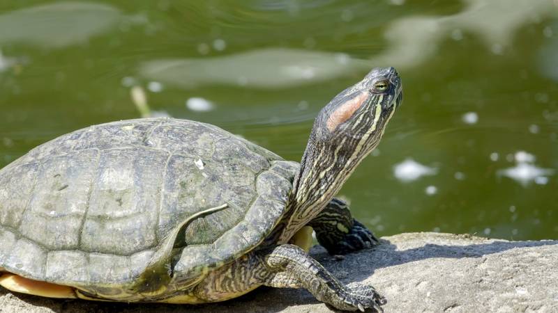 Учёные: почти четверть видов пресноводных обитателей – под угрозой исчезновения