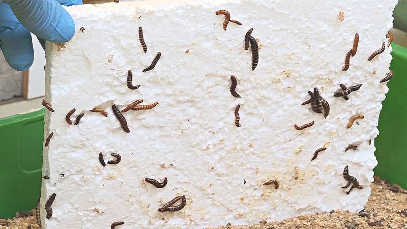 В Африке нашли личинку, способную переваривать пластик