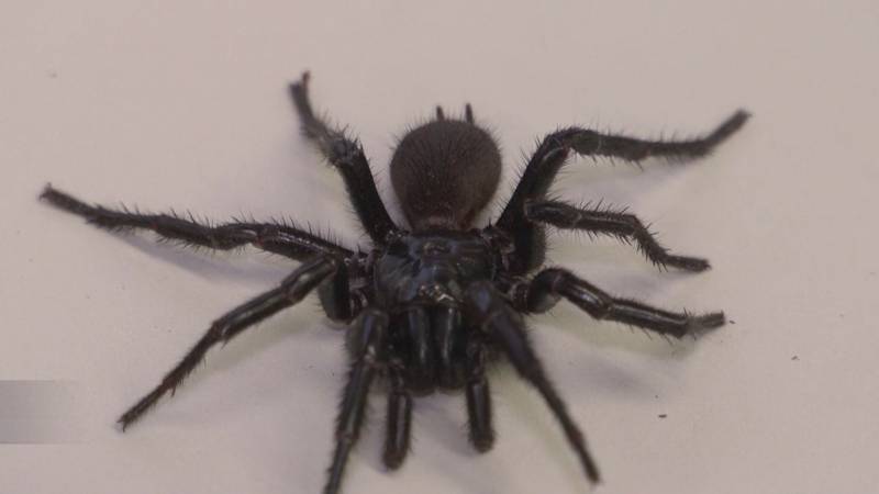 В Австралии обнаружили новый подвид смертельно опасного воронкового паука