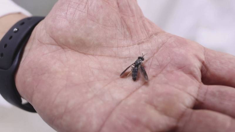 В ОАЭ используют мух для производства биотоплива