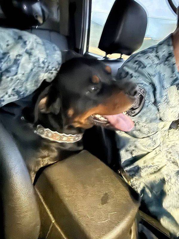 Севастопольская полиция ищет хозяина потерявшейся собаки