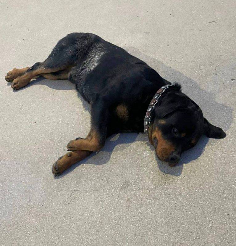 Севастопольская полиция ищет хозяина потерявшейся собаки