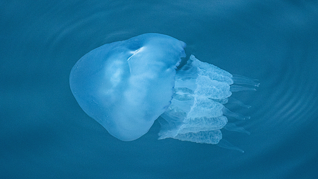 В Калининграде планируют заживлять раны медузами