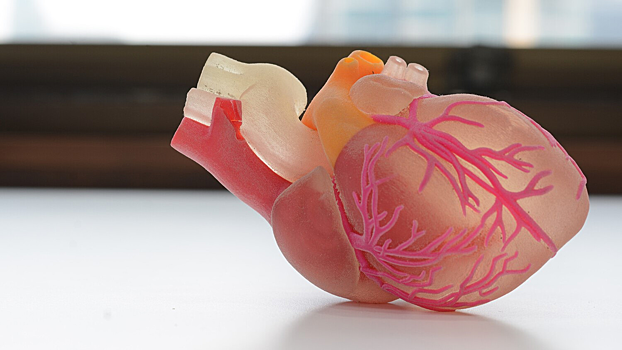 Исследователи выявили различия между мужскими и женскими сердцами
