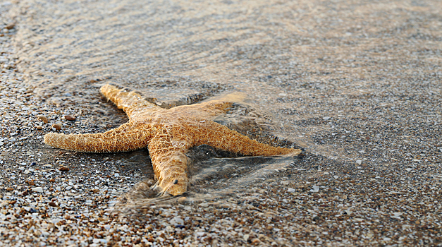 Морские звезды помогли ученым понять функцию человеческих костей