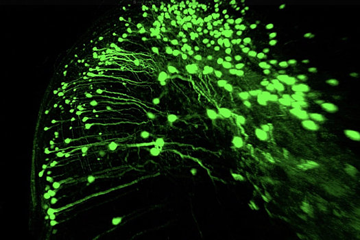 Открыт новый тип нейронов, отвечающих за память