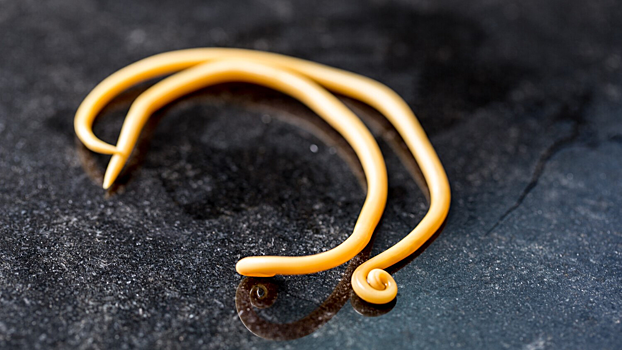 Ученые назвали неожиданную пользу глистов