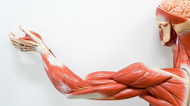 Назван простой способ сохранить силу мышц