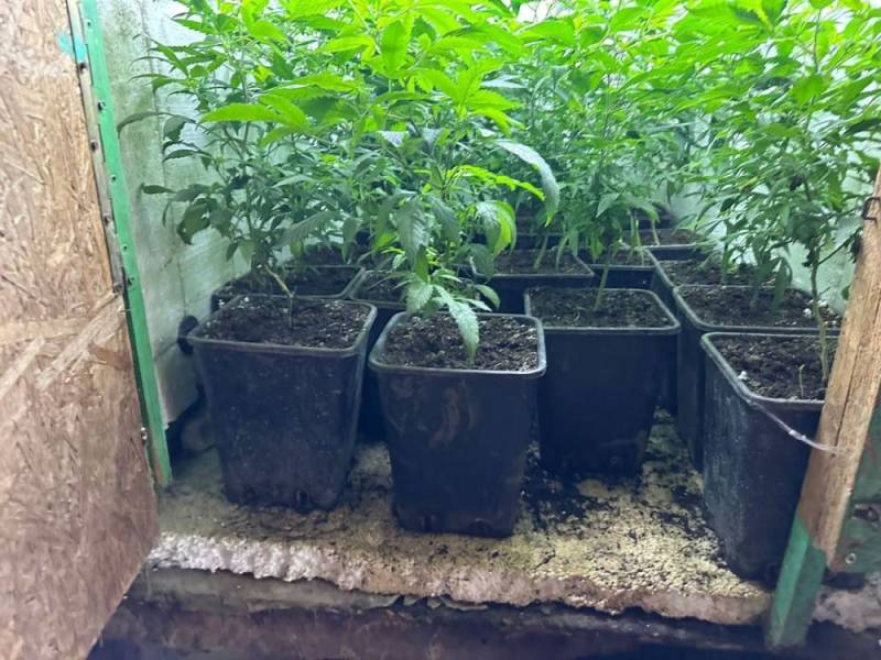 В Феодосии оперативники выявили наркоплантацию у местного жителя