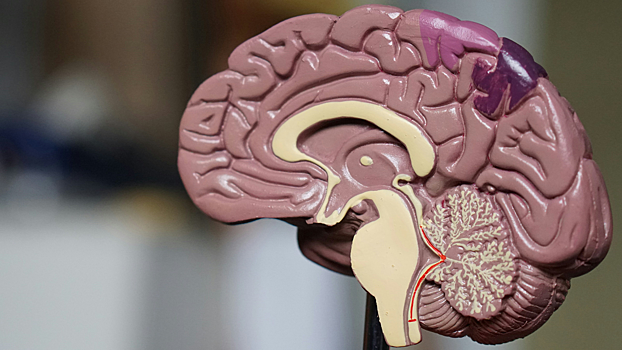 Ученые открыли новый тип мозговых клеток