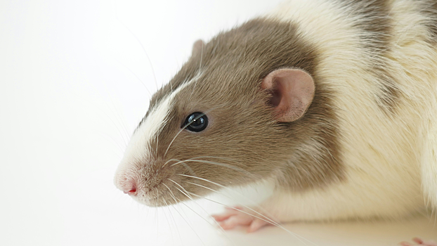 В России бесплодные крысы смогли дать здоровое потомство