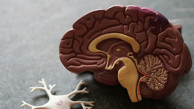 Ученые объяснили затяжной и хронический характер болезни Альцгеймера