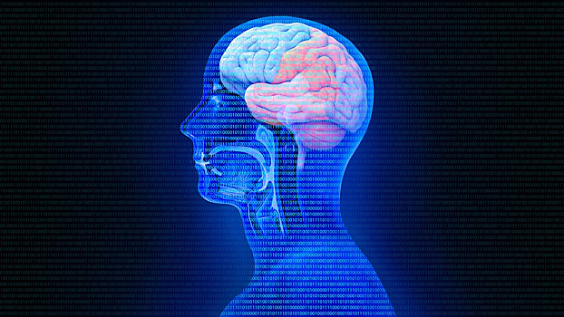 Ученые нашли «сеть наркотрафика» в мозге человека