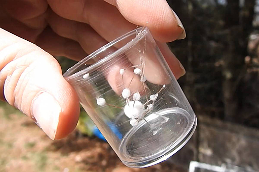 Делающий из пауков зомби грибок планируют применить в медицине