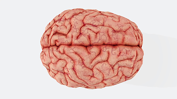 Ученые научились увеличивать объем оперативной памяти человека