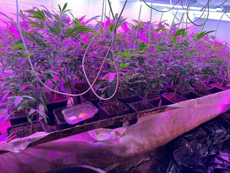 В Феодосии оперативники выявили наркоплантацию у местного жителя